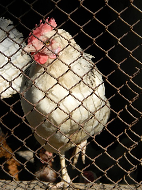 [NBA]康利三分不中 戈贝尔原地暴起重扣.